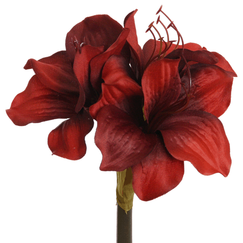 Amarilis 50 cm rojo