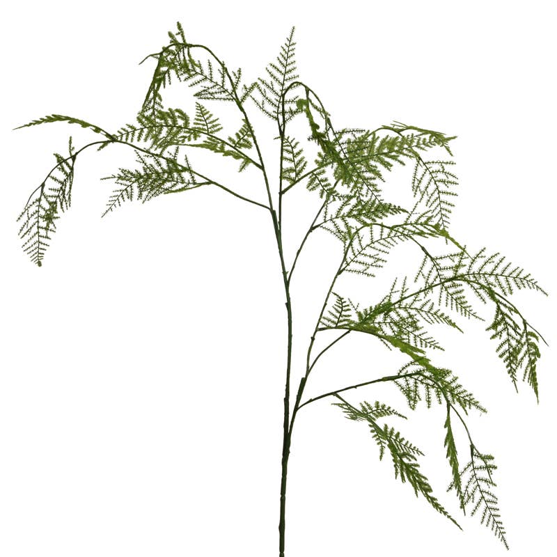 Espárragera plumosa 110 cm verdes