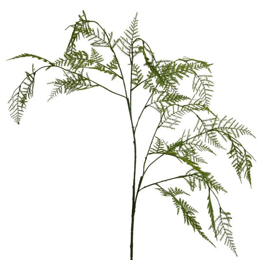 Espárragera plumosa 110 cm verdes