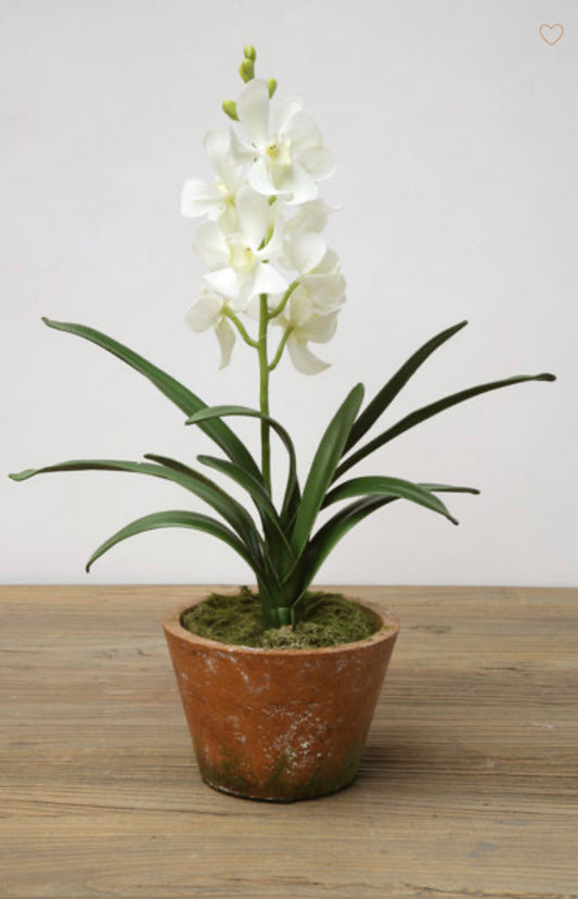 Maceta Orquídea blanca