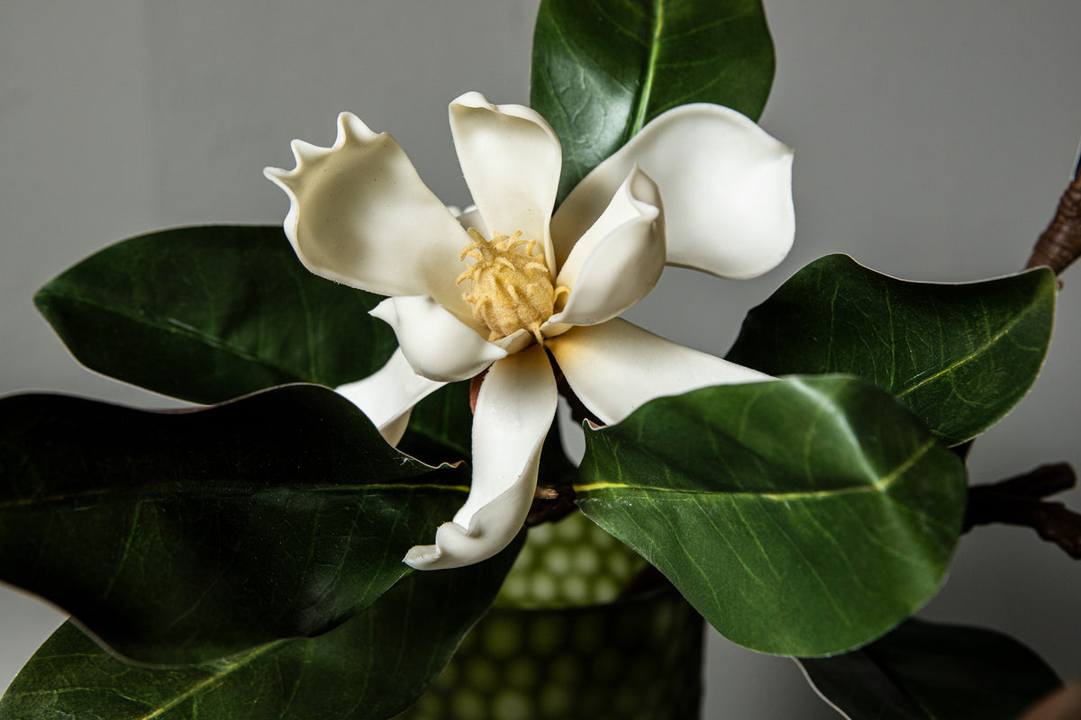 Ramas Magnolio