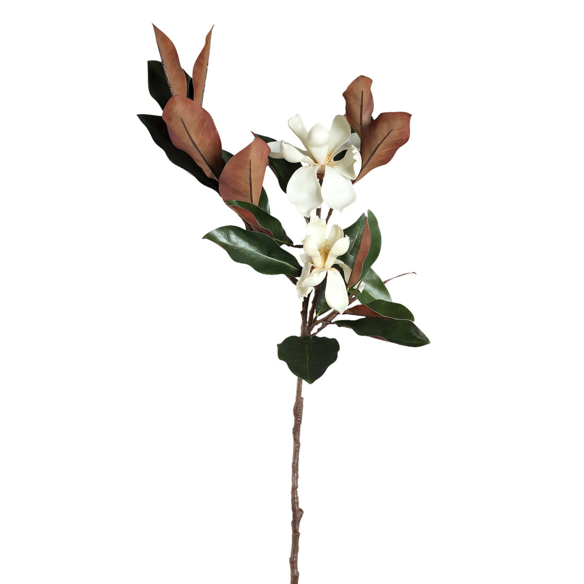 Ramas Magnolio
