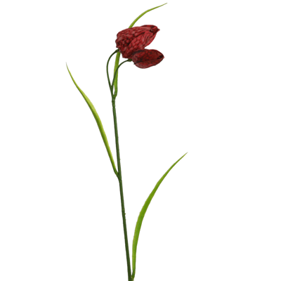 Fritillaria 45 cm roja