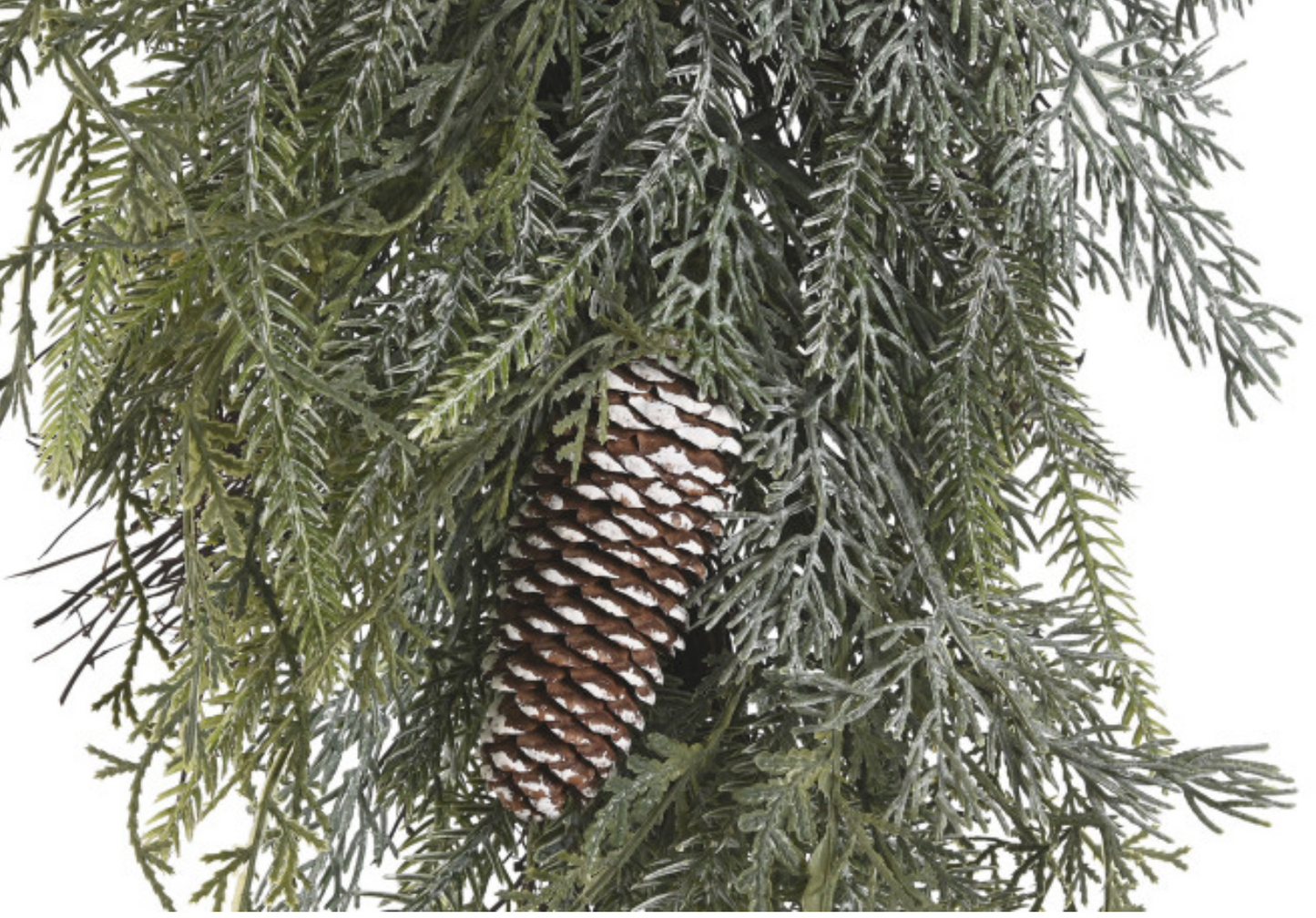 Rama pino lazo PREVENTA