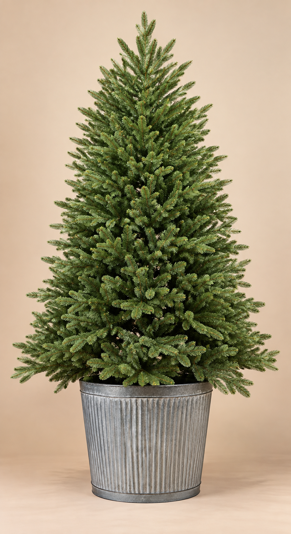 Árbol abeto 1,80